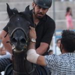روایتی از تاریخچه اسب کُرد و جنایتی در دل فیلم‌برداری
