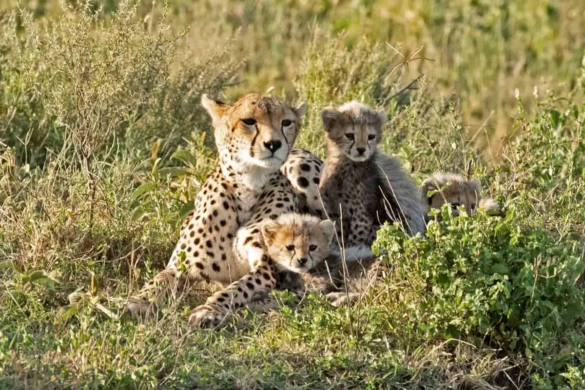 Wp Header Logo 2686.png