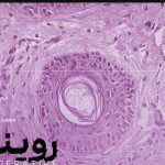 پخش مستند «روینده» از شبکه مستند سیما