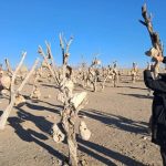 فیلم کوتاه «باغ بهشت» ایرانی در راه انگلیس