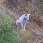 ثبت تصویر نخستین سیاهگوش سفید ایبری در جهان