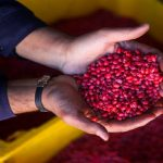 «ایران‌جان» در خراسان جنوبی؛ نقطه عطف دیده‌شدن سرزمین دین، دانش و تلاش