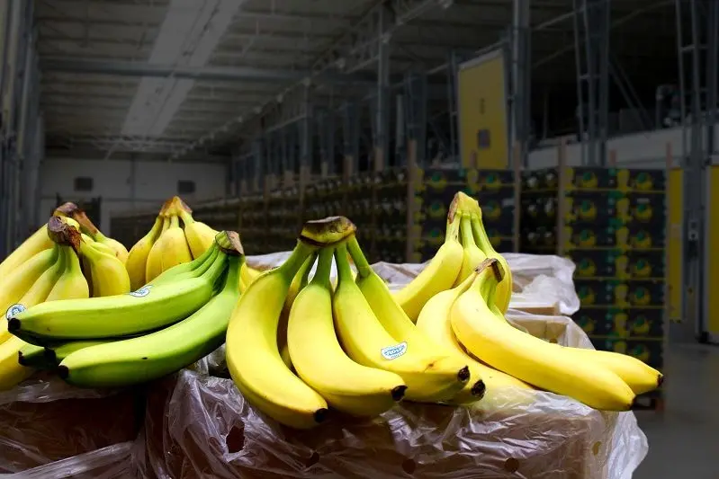 Wp Header Logo 1518.png