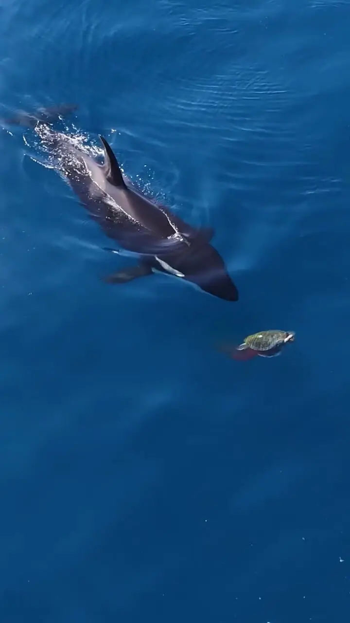 Wp Header Logo 2624.png