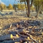 قاتل بلوط زاگرس به دام افتاد