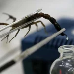 درمان سرطان با زهر عقرب!