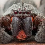 پرتره ماکروی هانتسمن؛ چشمان قرمز شکارچی جنگل‌های بارانی